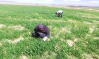 کنترل علف های هرزدر1500 هکتار از مزارع قوچان