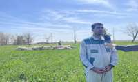 رشد۶۰ تا۷۰  درصدی چند قلوزایی در ایستگاه اصلاح نژاد عباس آباد؛ جهشی نوین در راندمان اقتصادی دامداری