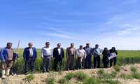 مدیر جهاد کشاورزی مه ولات: مانور خودرویی مقابله با آفت سن غلات، گامی مؤثر در جهت حفظ تولیدات کشاورزی