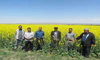 بازدید میدانی از مزارع کلزا و گندم منطقه هِلالی شهرستان جغتای