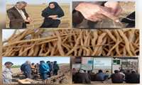 ده هکتار از اراضی کشاورزی شهرستان جوین در سال ۱۴۰۵ به کشت آنغوزه اختصاص یافت