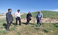 برنامه ریزی آغاز مبارزه با ملخ در کلات