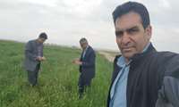 مانور رژه خودروی مقابله با آفت سن گندم در شهرستان خواف برگزار شد