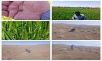 بازدید اکیپ شبکه مراقب از مزارع غلات روستای خسروجرد و کانون های ملخ شهرستان سبزوار