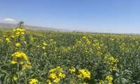 ۱۲۷ هکتار از مزارع کلزای شهرستان گلبهار  بر علیه آفت شته مومی و علفهای هرز سمپاشی شدند. 