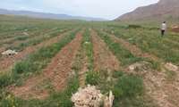  نبض پسماندهای پلاستیکی در زمینهای کشاورزی زاوه بررسی شد پایش با رویکرد بیدار