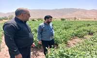 اختصاص ۵۰۰هکتار از اراضی کشاورزی به کشت محصول گوجه فرنگی در کوهسرخ 