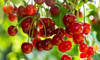 صادرات 2135 تن گیلاس و آلبالو  از گلبهار به کشور روسیه
