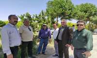 معاون تولیدات گیاهی سازمان جهاد کشاورزی خراسان رضوی از باغات میوه های هسته‌دار گلبهار بازدید کرد/ پیگیری مشکلات باغداران خسارت‌دیده از قطعی برق
