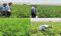  پایش مزارع پنبه شهرستان جغتای؛ رصد مستمر آفات و بررسی وضعیت رشد محصول در ۳۰ هکتار اراضی زیر کشت