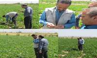  پایش مزارع چغندرقند جغتای؛ هدف‌گذاری تولید ۱۹۰ هزار تن محصول از ۳۸۰۰ هکتار اراضی زیر کشت