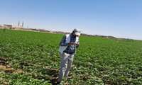 پایش و رصد وضعیت آفات و بیماری‌های مزارع پنبه در روستای فتح‌آباد میانجلگه