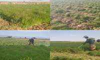  آغاز برداشت مرزه در جغتای؛ پیش‌بینی تولید ۴۵۰ تن محصول از ۱۵۰ هکتار مزارع
