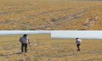  آغاز برداشت گندم دیم در شهرستان جغتای؛ پیش‌بینی تولید ۸۰۰ تن محصول از مزارع دیم