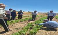 بازدید کارشناسان استانی از مزارع حبوبات شهرستان کوهسرخ/ تاکید بر ارتقای بهره‌وری در کشت محصولات استراتژیک