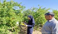 رصد «کرم گلوگاه» و «مگس میوه مدیترانه‌ای» در باغات انار مه‌ولات