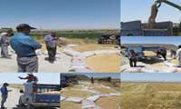 مقایسه ۷ رقم تحقیقاتی گندم در جغتای؛ گامی مؤثر برای معرفی ارقام پرمحصول و مقاوم