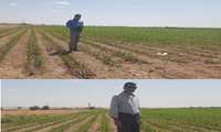 پایش مزارع الگویی ذرت علوفه‌ای در روستای خداشاه  شهرستان جغتای؛ ارزیابی ارقام پرمحصول و روند رشد مزارع