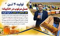 تولید ۲۰ تن عسل مرغوب در تایباد؛ طعم ناب خارانگبین و زعفران در کام زنبورداری شهرستان