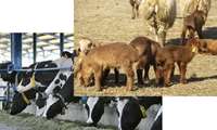  تخصیص ۲۴۰ میلیارد ریال تسهیلات خرد روستایی به منظور حمایت از تولیدکنندگان دام و طیور سبزوار؛ ۱۷۰ میلیارد ریال از این سهمیه به دامداران پرداخت شد.