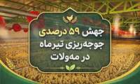 تولید طیور در مه‌ولات اوج گرفت؛ افزایش ۵۹ درصدی جوجه‌ریزی در تیرماه