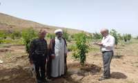بررسی وضعیت باغات به منظور صدور مجوز دیوار کشی