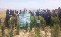 روز مزرعه گندم در روستای مؤمن‌آباد تربت جام؛ کشاورزان با ارقام جدید آشنا شدند