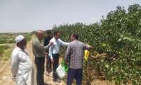 نظارت میدانی بر باغات پسته روستای حسن‌آباد؛ تأکید بر مدیریت منابع آب و سلامت درختان