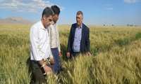 هدف‌گذاری برای دستیابی به عملکرد ۱۲ تن در هکتار گندم در شهرستان گلبهار