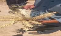 برگزاری روز مزرعه مقایسه عملکرد ارقام جدید گندم در روستای شفیع‌آباد نیشابور