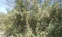 کیل گیری باغ آلبالو  کاندید نمونه استانی در رشته تولیدکننده برتر میوه های هسته دار در شهرستان گلبهار انجام شد‌.