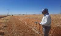 بررسی پتانسیل‌های تولید جو در قوچان با هدف معرفی بهره‌بردار نمونه استانی