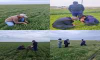 بررسی وضعیت آفت سن گندم ، شته و علفهای هرز در مزارع غلات شهرستان زبرخان 