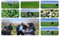 تشدید نظارت بر مزارع غلات و کلزا شهرستان تربت حیدریه