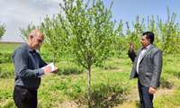 بررسی شرایط اخذ مجوز دیوارکشی و احداث خانه باغ
