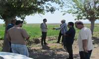 بازدید از مزارع دیم منطقه شهرستانک و بررسی وضعیت گندم و آفات