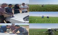 رصد و پایش مزارع گندم در روستاهای بخش هلالی شهرستان جغتای