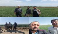 بازدید میدانی مستمر از مزارع گندم و پایش سن گندم در منطقه هلالی روستای محمدآباد شهرستان جغتای