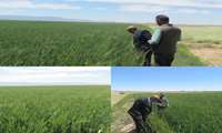 بازدید میدانی مدیر جهاد کشاورزی شهرستان جغتای از مزارع گندم منطقه هلالی روستای سامقان