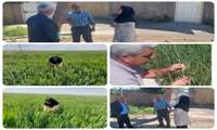 5370هکتار از اراضی سطح زیر کشت غلات شهرستان تربت حیدریه تاکنون علیه آفت سن مادری مبارزه شده است
