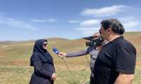 مدیر حفظ نباتات خراسان رضوی: در صورت رویت ملخ، سریع به مراکز جهاد کشاورزی اطلاع دهید