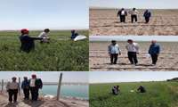 بازدید میدانی و رصد مزرعه اختصاصی گندم در روستای محمدآباد شهرستان جغتای