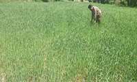 نگاه مراقب برمزارع غلات  توسط کارشناسان تربت حیدریه