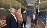 بازدید معاون رئیس سازمان و مدیر جهاد کشاورزی شهرستان سبزوار از واحد پرورش قارچ خوراکی 