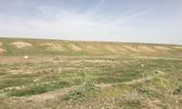 پایش مداوم کانون های ملخ شهرستان گلبهار