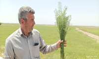  کاملینا؛ گیاهی روغنی و کم توقع 