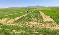  آغاز محلول‌پاشی اسید آمینه در راستای ارتقای دانش کشاورزی در مزرعه نوآوری قوچان