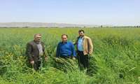 بازدید مدیر جهاد کشاورزی از مزرعه 12 هکتاری کلزا در روستای خان تپه شهرستان گلبهار 