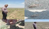 بازدید از کانون ملخ در جنوب روستای جبله‌نو و ارزیابی تراکم آفت