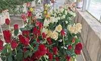 مدیر جهاد کشاورزی شهرستان از گلخانه شیشه‌ای ۵ هزار مترمربعی تولید گل رز شاخه‌بریده در گلبهار بازدید کرد؛ واحدی که با فناوری روز و هدف‌گذاری صادراتی فعالیت می‌کند.